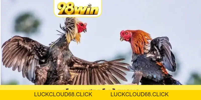 98WIN CLUB 🏆 Link 98WIN.COM Đẳng Cấp ⭐️ Tân Thủ Nạp +8.888K