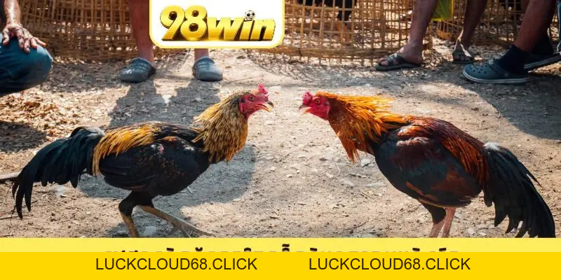 Trực Tiếp Đá Gà 98WIN: Trải Nghiệm Chất Lừ Không Thể Bỏ Qua